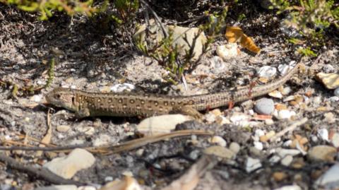 A sand lizard on the stony ground, with some green plants around it. It is a pale brown with speckles on it and a long tail.