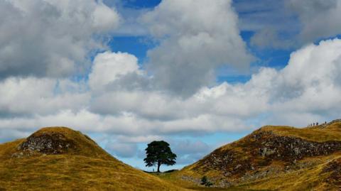 The sycamore gap tree standing between two hills. The sky is blue with some large white clouds.