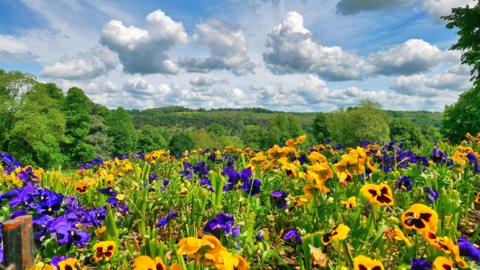 TUESDAY - A colourful field of purple and yellow flowers at Lower Basildon