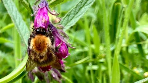Bumble bee with its head in a dark pink bell-shaped flower, getting nectar from it at the Forest Garden on the Dartington Hall Estate.