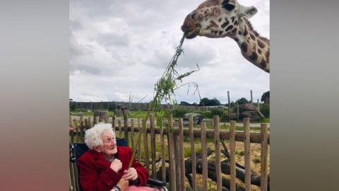 Vera sat in a wheelchair and red coat holds up a stick of bamboo for a giraffe which leans over a wooden fence.