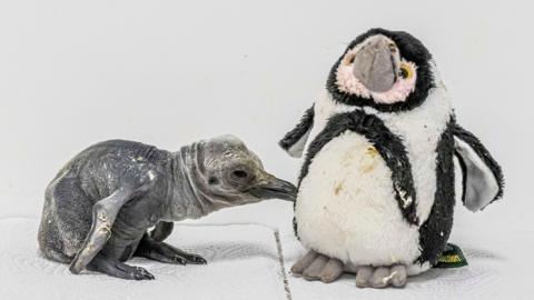 A newly-hatched king penguin chick, which is a silvery-grey colour and has wrinkled skin, pecks at a stuffed toy of an adult penguin.