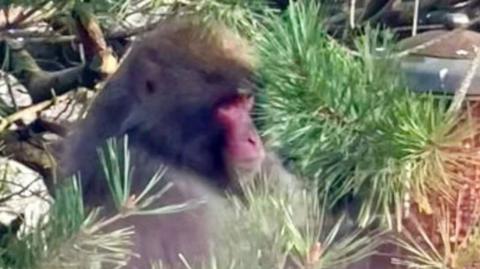 Monkey in garden in Kincraig