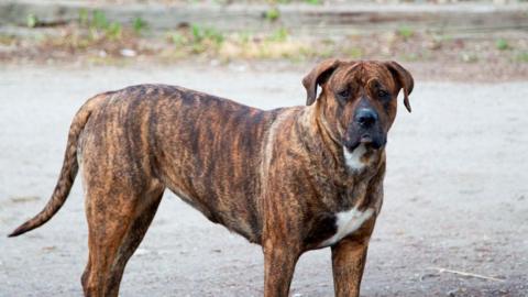 A brown and black mastiff-cross dog stood in a road. 