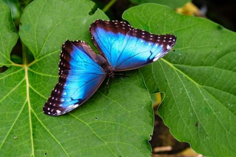 A blue and black butterfly sitting on top of a green leaf.
