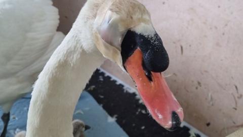 A male swan with its left eye bandaged above its pink beak. It is in a pen at a rescue centre. Its made can be glimpsed behind, alongside one of its cygnets.