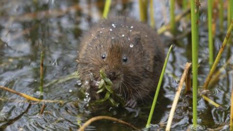 An image of a water vole eating a green-leafed plant. The brown ball of fur appears to be sitting in shallow water, surrounded by light vegetation. It is holding a plant in both hands and eating. The mammal is facing the camera and has drops of later on its head and back.