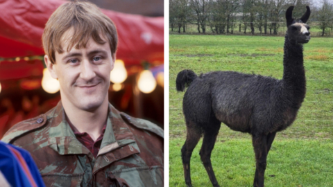 Composite image. On the left is Rodney from Only Fools and Horses wearing a camo jacket. On the right is a black llama standing in a field.