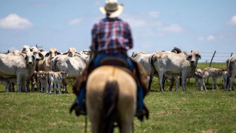 ScrewwormRanchers - Lew Thompson’s ranch
