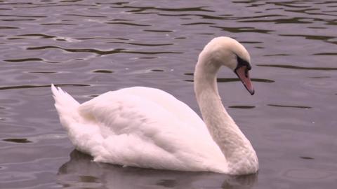 a close up of a large swan on water at the sanctuary