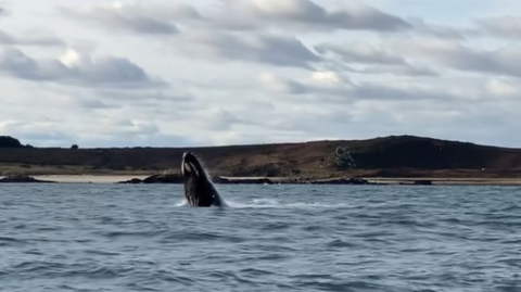 A humpback whale breaching out of the water. The animal is black and has white patches on its head. In the background are hills.