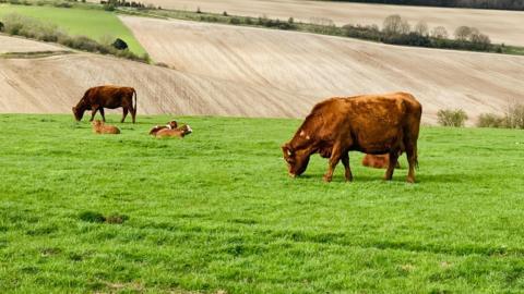 The cows are brown in colour. They eat the grass while their calves are sitting in the sun. Rolling fields are in the background.