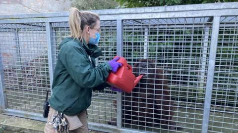 A woman with blonde hair, a green jacket and beige trousers with a large bundle of keys on her belt feeding an orangutan with a red watering can through the bars of its cage