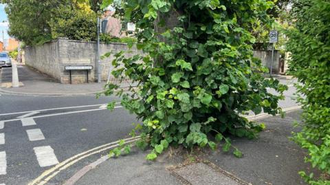 A leafy tree trunk on a junction of two residential roads