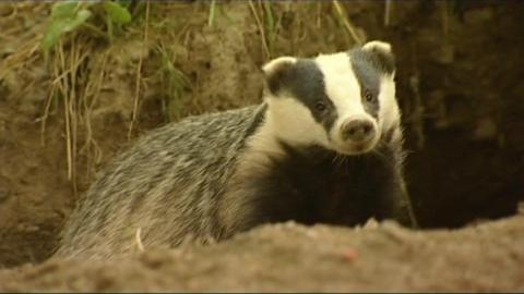 A badger near a hole in the ground