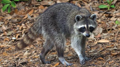 A Racoon populates the Sebastian Inlet State Park on February 16, 2025 in Merritt Island, Florida.