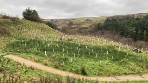 Trees planted at Smithills estate Bolton 