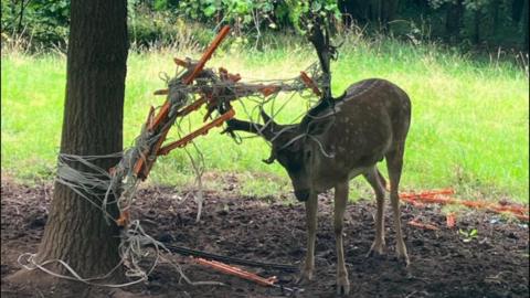 Deer tangled up