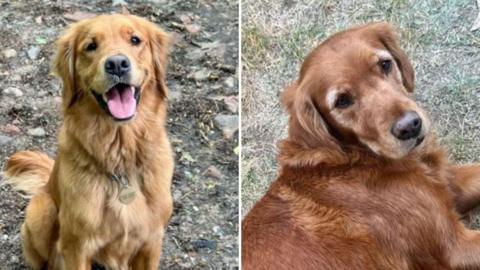 Two Golden Retrievers. They are caramel coloured. One is lying down, the other is sat down and panting. 