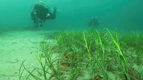 A photo taken underwater showing two divers and a bed of eelgrass.