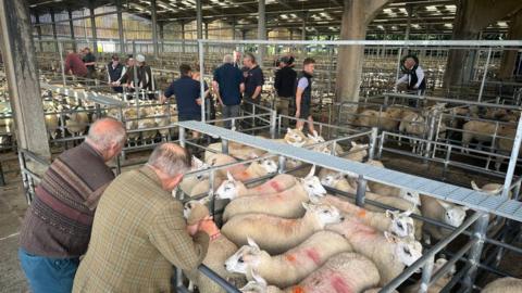 A cattle market with a number of pens holding sheep and men standing around looking at them