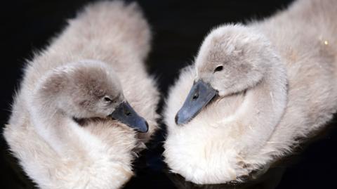 Two little grey cygnets on a black pond.