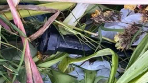 Shows a suspected pipe bomb in foliage