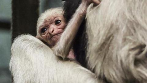 A small baby gibbon it its mother's arms