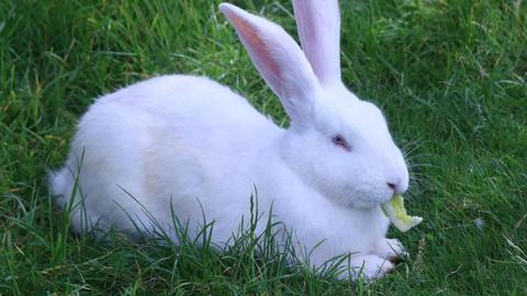 White bunny rabbit sitting on grass eating lettuce.