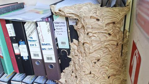A wasp nest in the corner of an office - it has taken over a bookshelf with a number of ring binders on it.