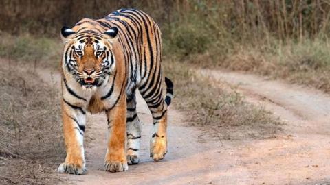 A royal Bengal tiger on a dirt road in the jungle in Chitwan National Park in Nepal