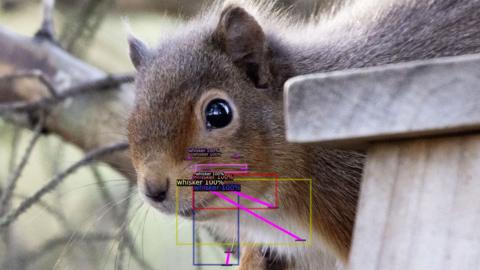 Close-up photo of a squirrel with colourful boxes containing the phrase 'whisker 100%' overlaid onto the image