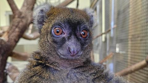 A close-up of a brown and white greater bamboo lemur. It has big brown eyes with darker fur around them. There are branches in the beackground. 