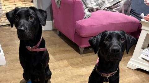 Marmite and Mojito, the two black Labradors which belong to Jenny Binfield. Both dogs are sat on their back legs and are wearing pink collars. 
