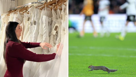 Two images: on the left a woman in a red jumper dress sorts through white wedding dresses on a rail and on the right a squirrel runs across a football pitch
