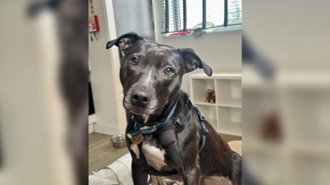 A black lurcher cross dog with a white bib looks at the camera with its head tilted to the side. It is wearing a blue harness.  