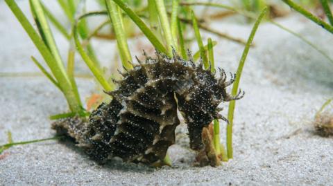 The long snouted seahorse is a rare seahorse whose numbers declined the destruction of seagrass habitat.
It is a small dark black coloured seahorse with light brown spines and is on white sand beside green grass.