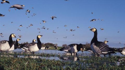 A flock of barnacle geese - black and white birds - on the Solway coast