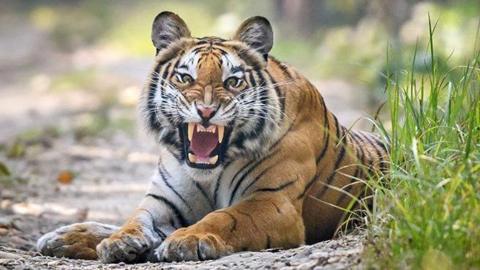 A tiger bares its teeth. Its ears are up and its nose is wrinkled in expression. It is lying down beside a clump of grass