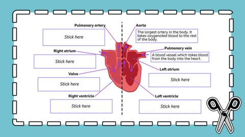 Cartoon diagram of a heart with sections labelled, to be used in an exercise to describe the parts.