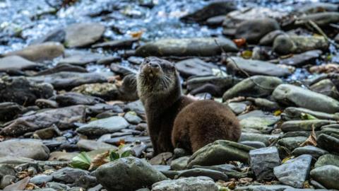 Krisi the otter being released back into the wild