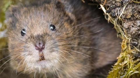 A water vole stares out from a burrow on the river bank partially submerged in water