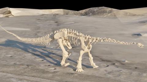 Dinosaur skeleton