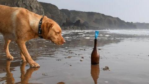 a golden coloured dog looking at a brown bottle with a blue letter in it on the beach.