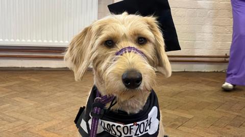 A dog wearing a graduation cap and a bandana that reads class of 2024. She has light fur and hazel eyes and a black nose.