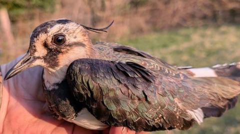 A small bird being held in an outstretched hand - brown and green feathers with a sheen and a few black long, curly feathers coming off the back of it's head.