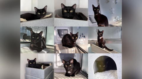 Nine separate photos of nine individual black cats with green eyes. Each of them is sat or lay down in a neutral coloured room. 