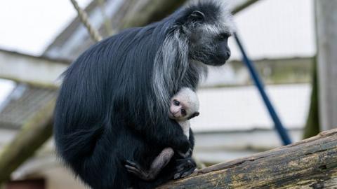 White baby monkey being held by a black-furred adult with gtey fur on its chest and round its face sitting on a tree branch. The baby monkey is white with big round brown eyes
