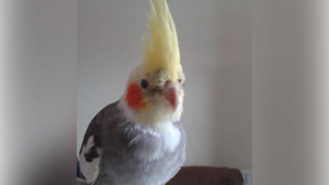 A cockatiel pictured inside a room in a house. It is grey in colour mostly with yellow on top of its head.