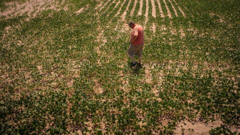 A farmer wearing a red t-shirt examines very small green plants growing in a dry field